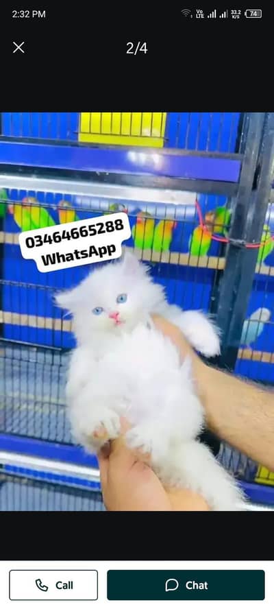 Persia Catt 2 month eag full active Bull Easi