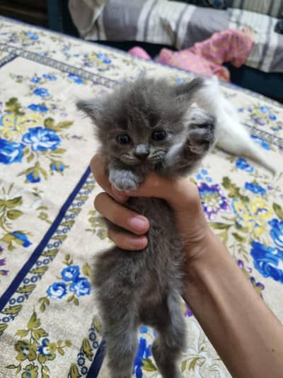 Persian cat