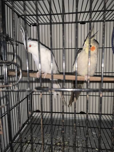 Cokatiel Breeder Pair