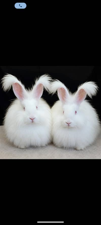 blonde rabbit for sale