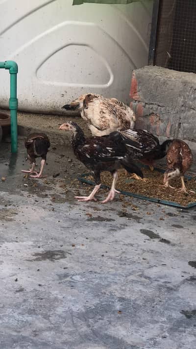 excellent quality Pakistani aseel chicks