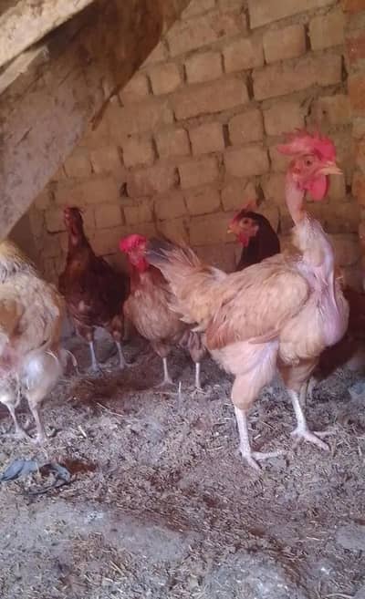 golden misri