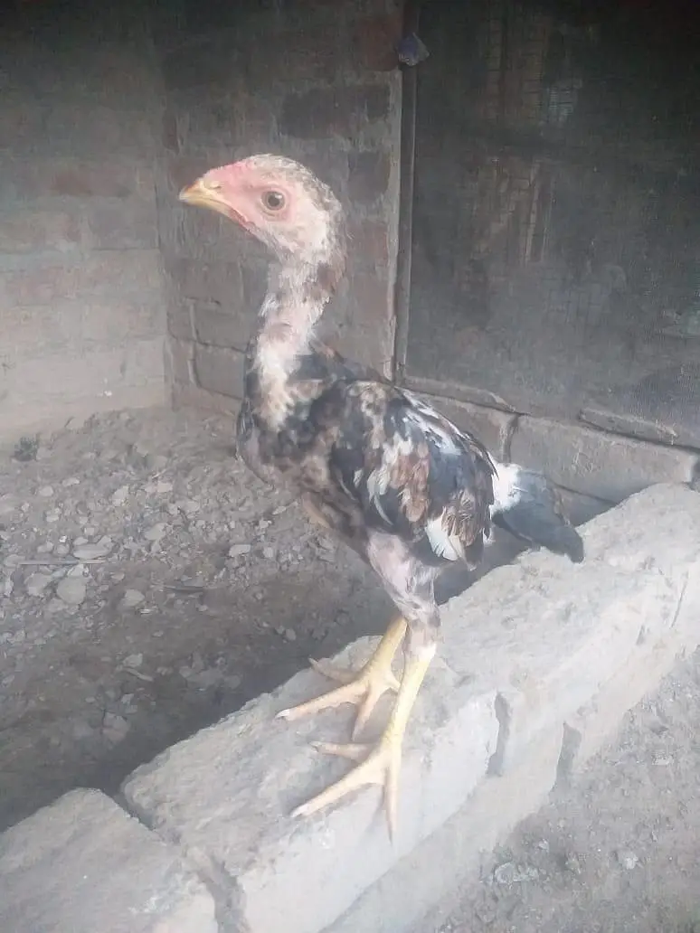 shamoo chicke — photo 2