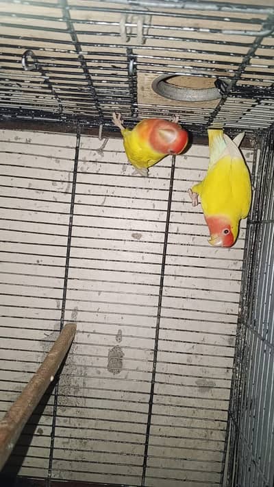 Lovebird breeder pair