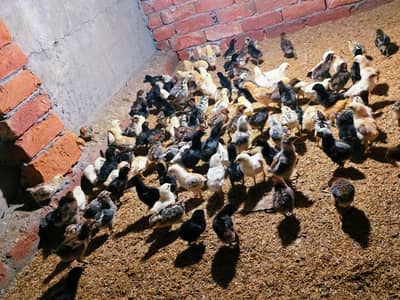 Golden misri chiks for sale full health active and vaccinated