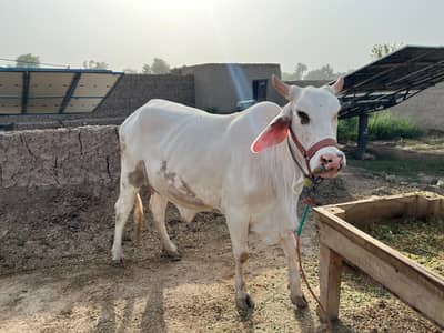 03111425500 Cholistani cross (first calf) Healthy and strong