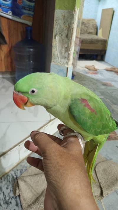 raw parrot phariii