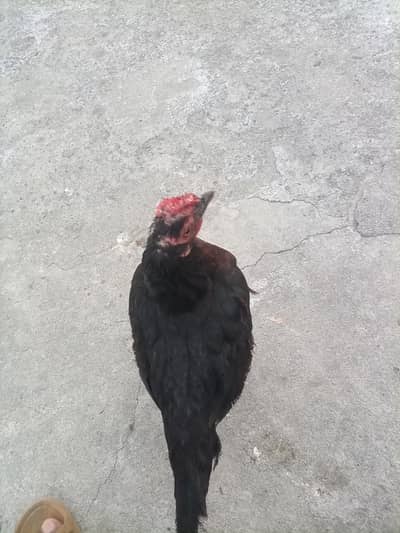 Two hens for sale in Rawalpindi
