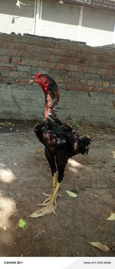 03004475512 aseel morga sale urgent