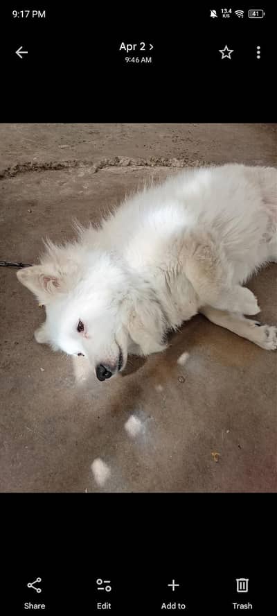 white russian dog
