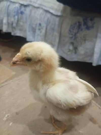Top Quality Heera Aseel Chicks for Sale