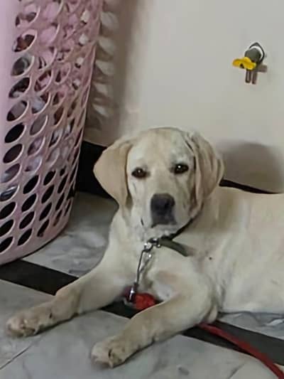 Labrador for sale