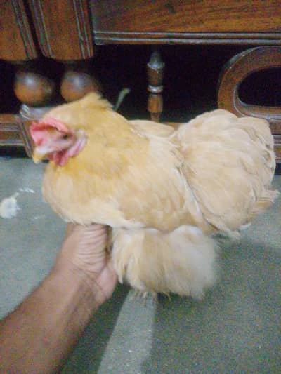 goldan
