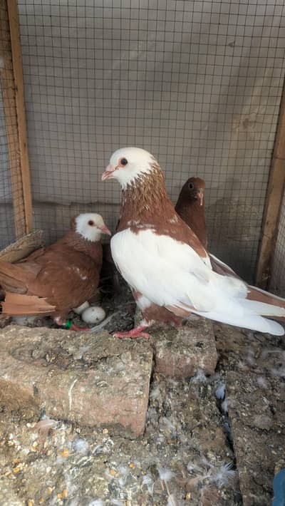 JOGI BREEDER PAIR  03114649478