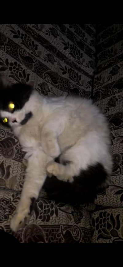 female persian cat at lowest price