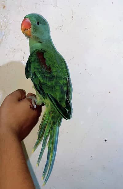 REAR DARK PAHARI ORIGNAL MALE. HANDTAME. TALKING START