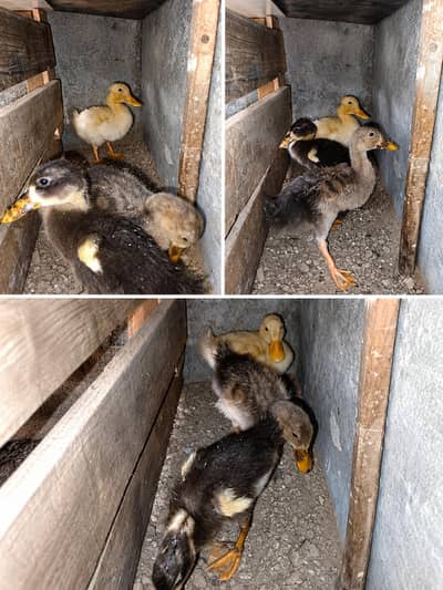 Desi Ducks For Sale – Lahore