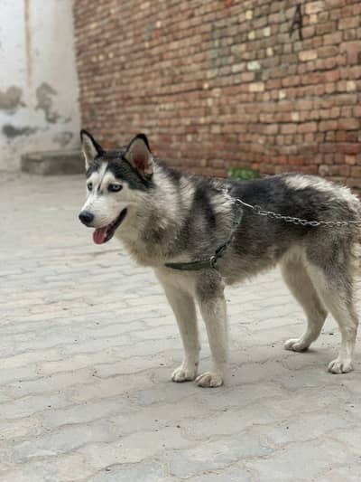 Siberian husky female