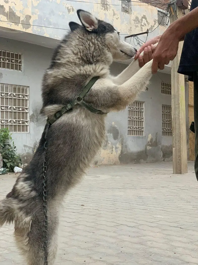 Siberian husky female — photo 2