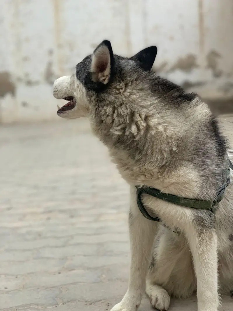 Siberian husky female — photo 3