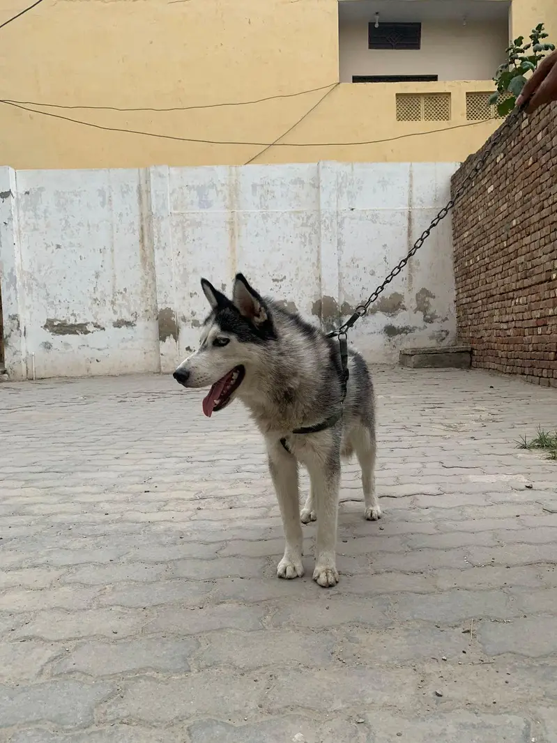 Siberian husky female — photo 4