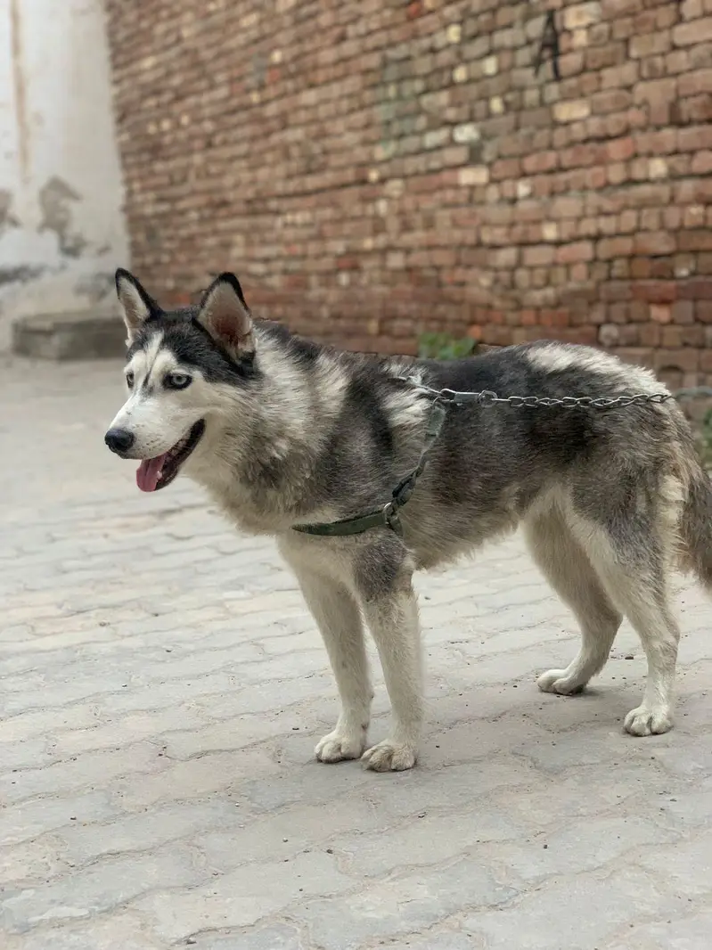 Siberian husky female — photo 5