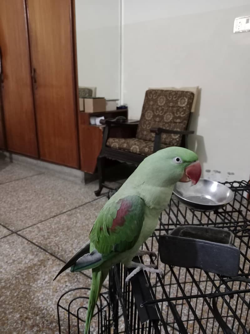 parrot 0
