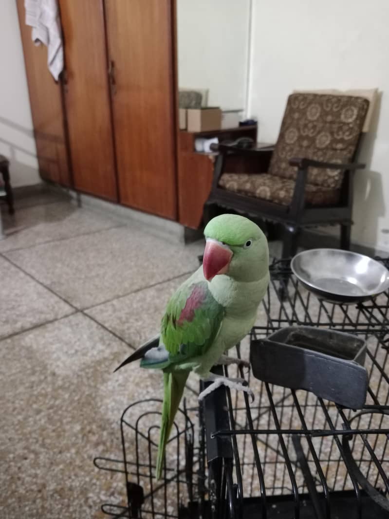 parrot 1