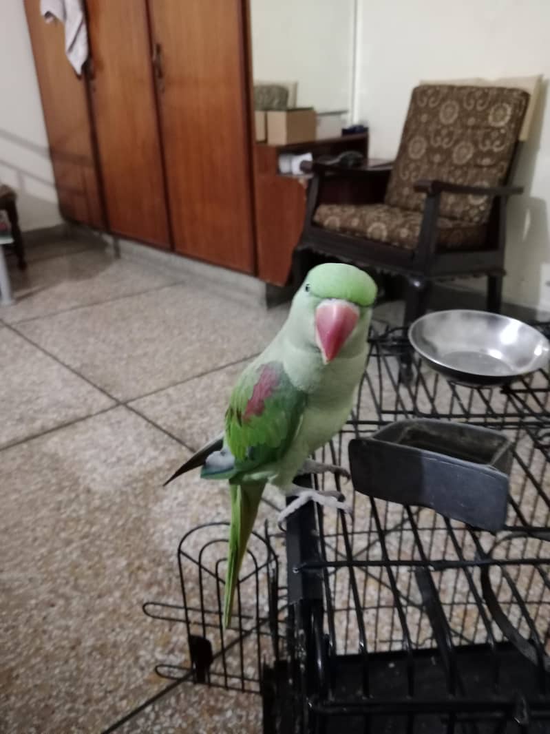 parrot 2