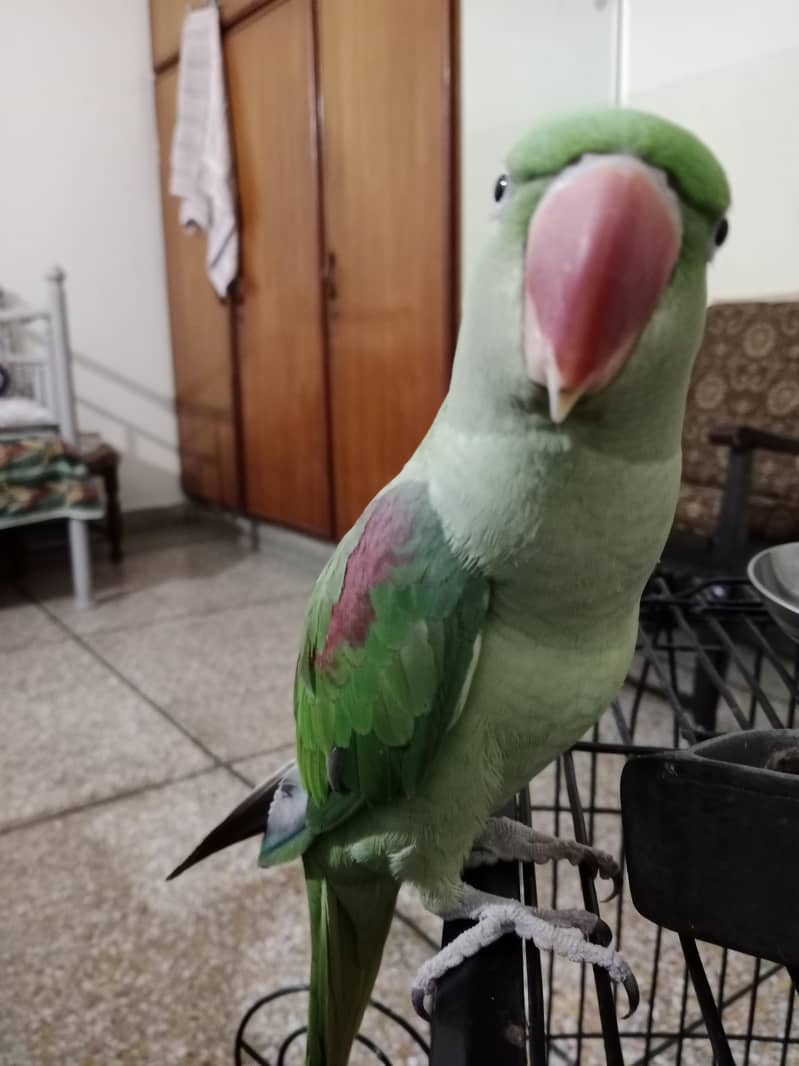 parrot 3