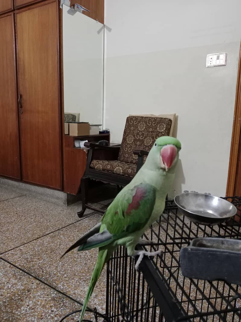 parrot 4