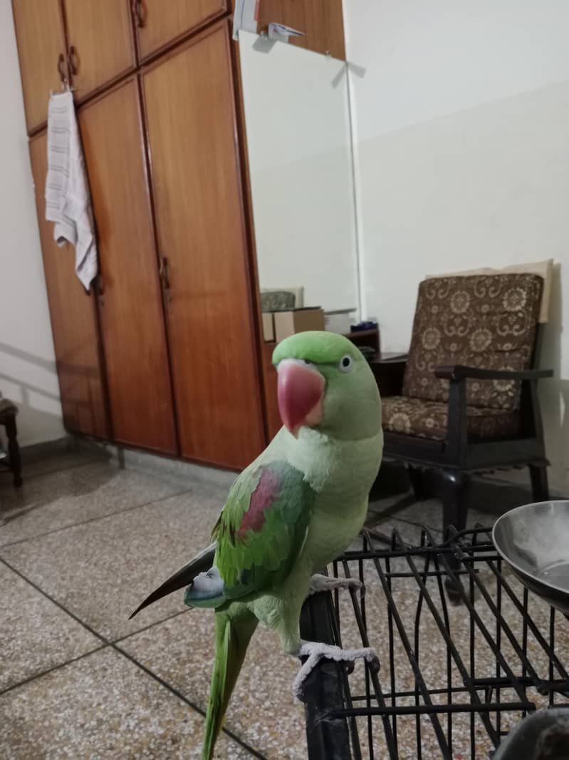 parrot 5