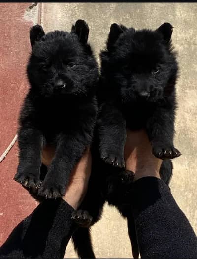 German Shepherd long coat male female available for sale