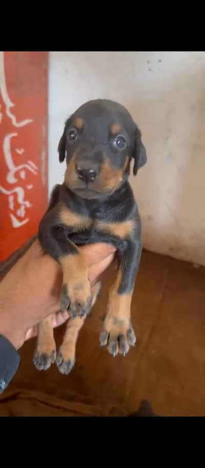 Doberman puppies