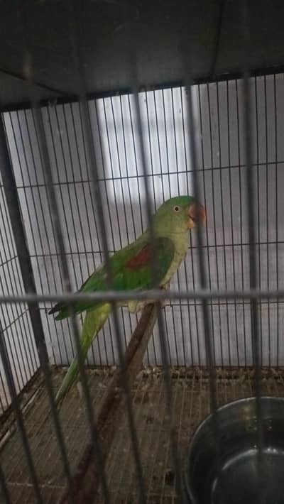 raw female for sale male mur gya ha
