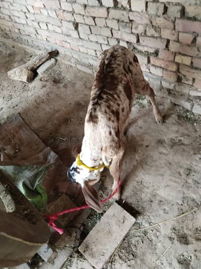 For sell Desi cow