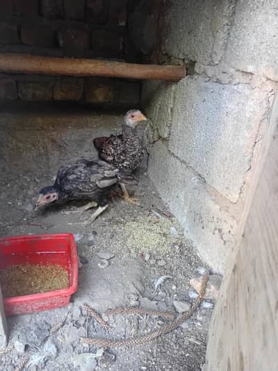 Aseel pair for sale