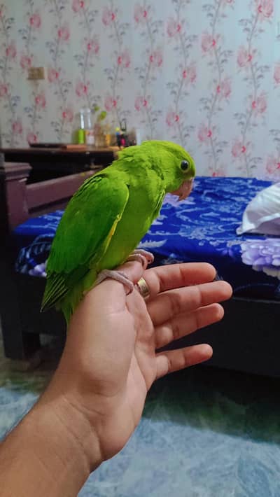 Green parrots hand tane