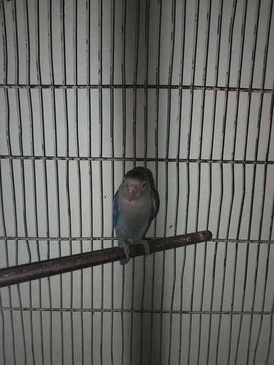 love bird for sale