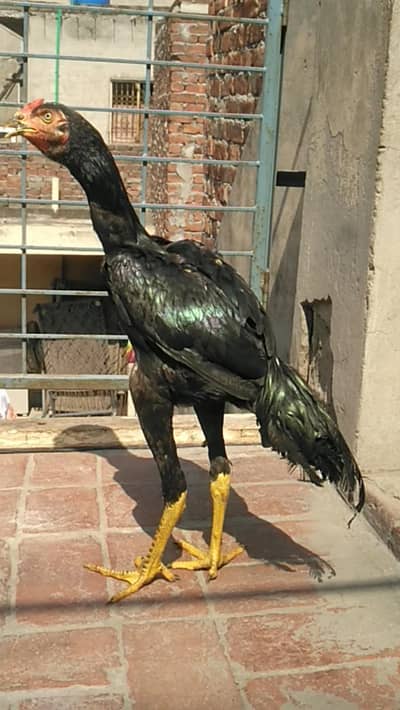 Thai Aseel Murga for sale