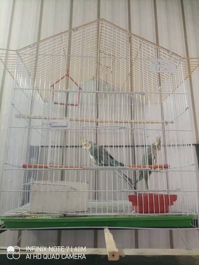 1 pair cockatiel sale with cage