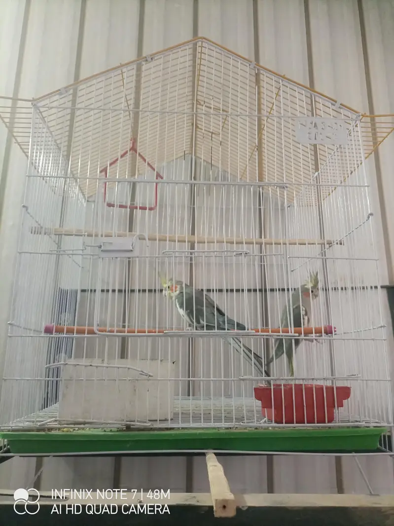 1 pair cockatiel sale with cage