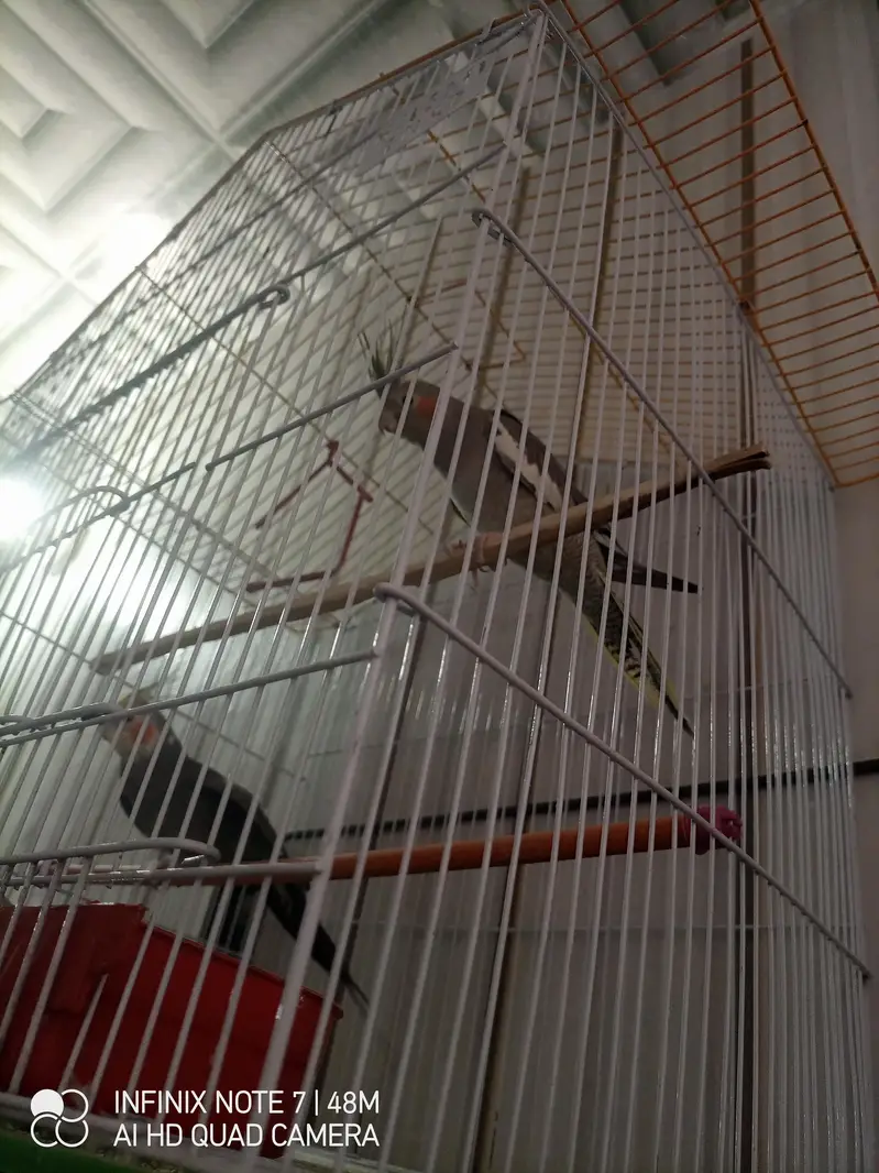 1 pair cockatiel sale with cage — photo 2