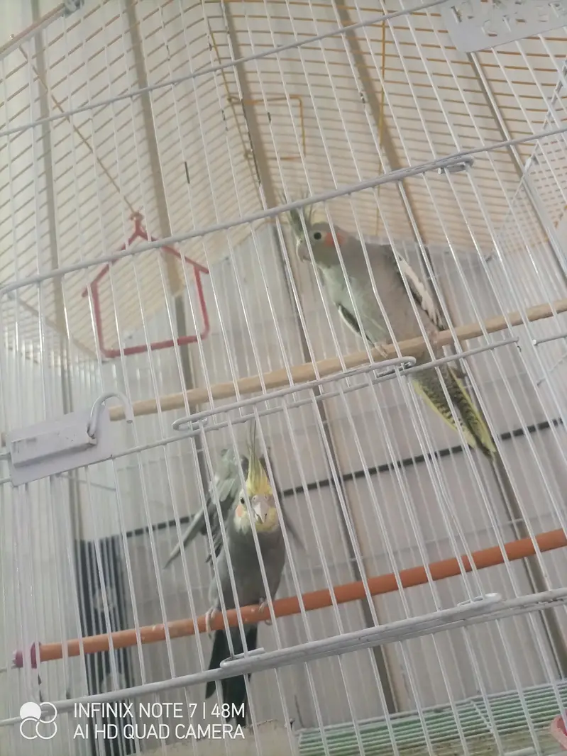 1 pair cockatiel sale with cage — photo 3