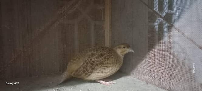 irani dakhni teetar