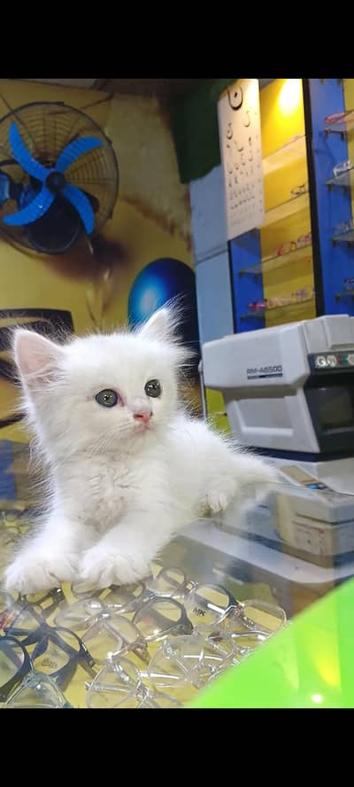 Turkish angora