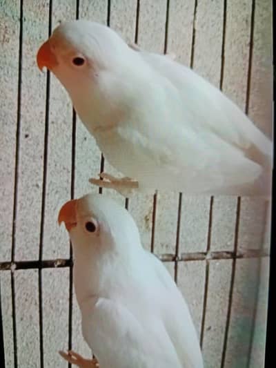 3 Albino red eyes
