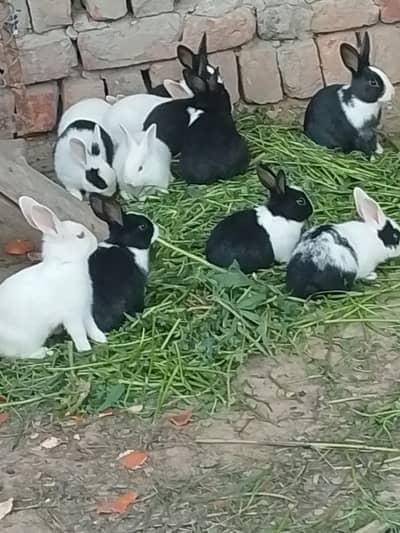 Rabbits and hen 