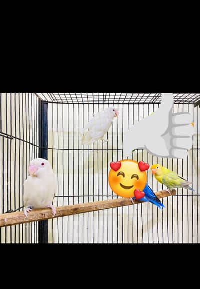 Love birds