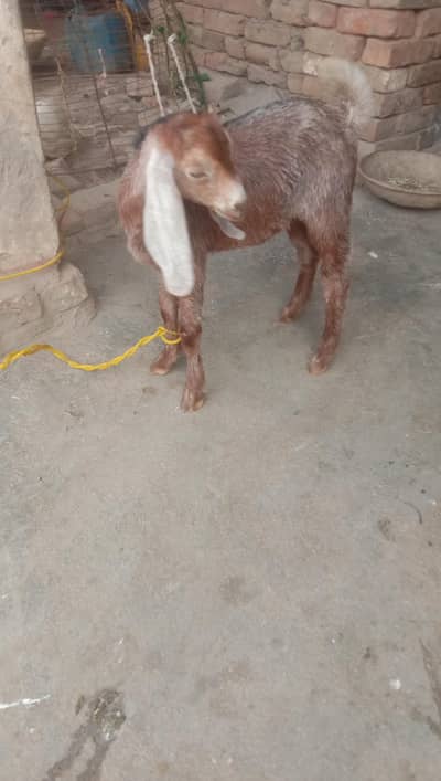 For Goat lovers
